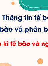 Bài 13. Chu kì tế bào và nguyên phân